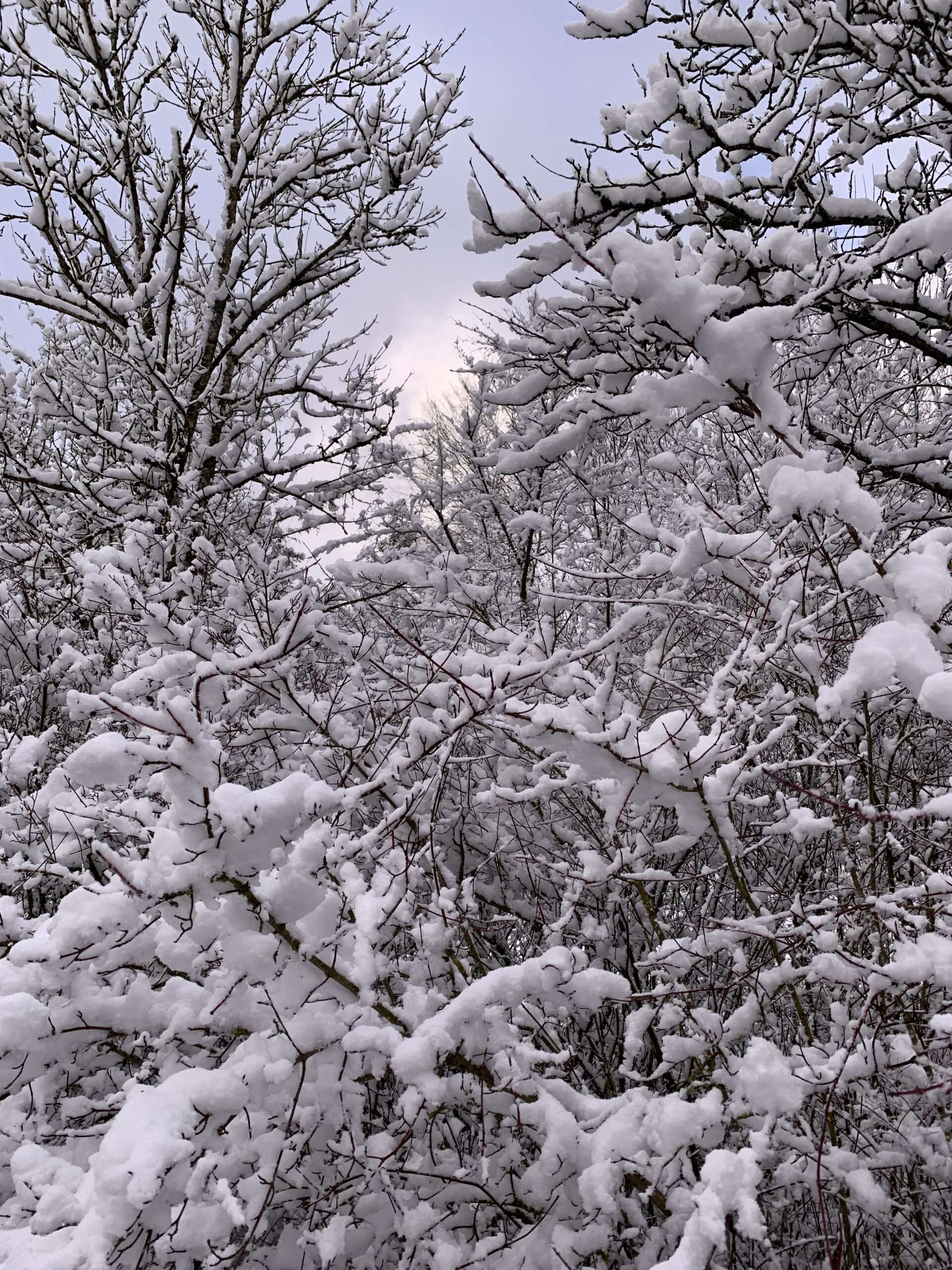 Gedicht: Die Zuversicht hat mich fallen lassen, jäh, unerwartet, ich bin aus den Wolken gefallen und warte auf den Frost, der herankriecht.