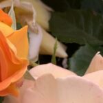 Gedicht: Die Liebe wächst Schritt für Schritt, die wir geduldig gehen. Das macht uns glücklich, die Vögel jubilieren und die Rosen duften. Das Glück ist ganz normal.