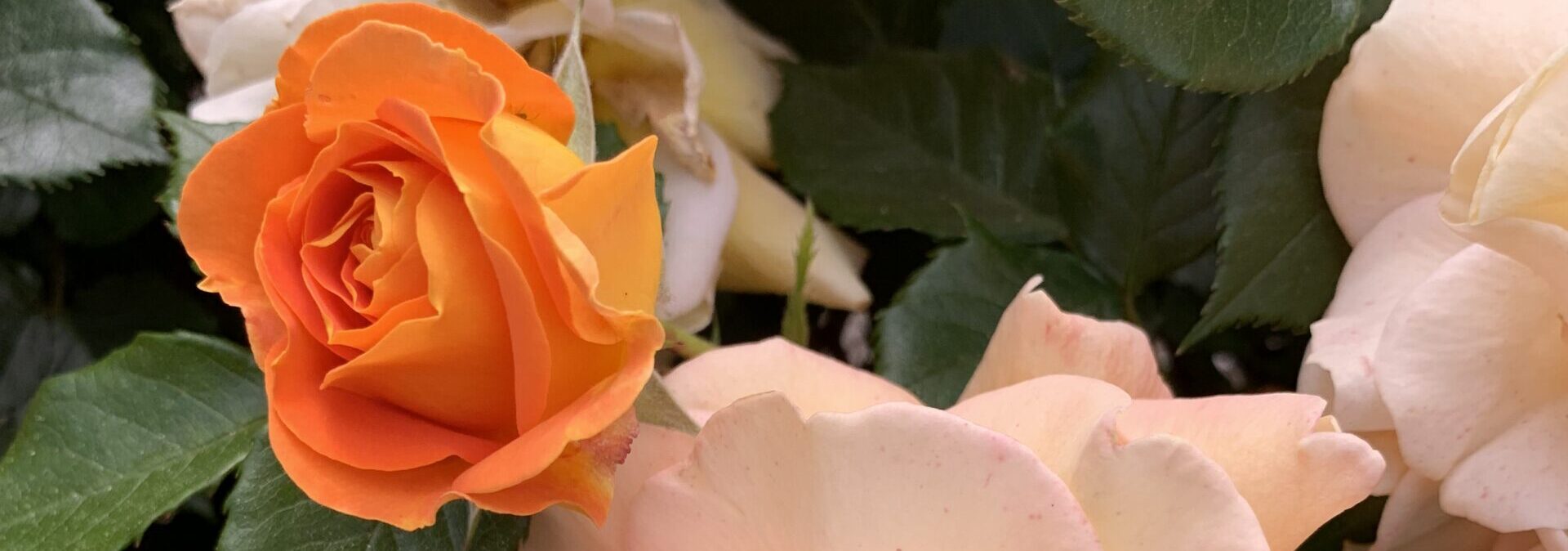 Gedicht: Die Liebe wächst Schritt für Schritt, die wir geduldig gehen. Das macht uns glücklich, die Vögel jubilieren und die Rosen duften. Das Glück ist ganz normal.