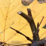 Gedicht: Im Weiß der Kirche liegt Tröstliches, sie zeigt ihre ganze Schönheit vor dem Herbstlaub. Der Kontrapunkt liegt in den Schatten.