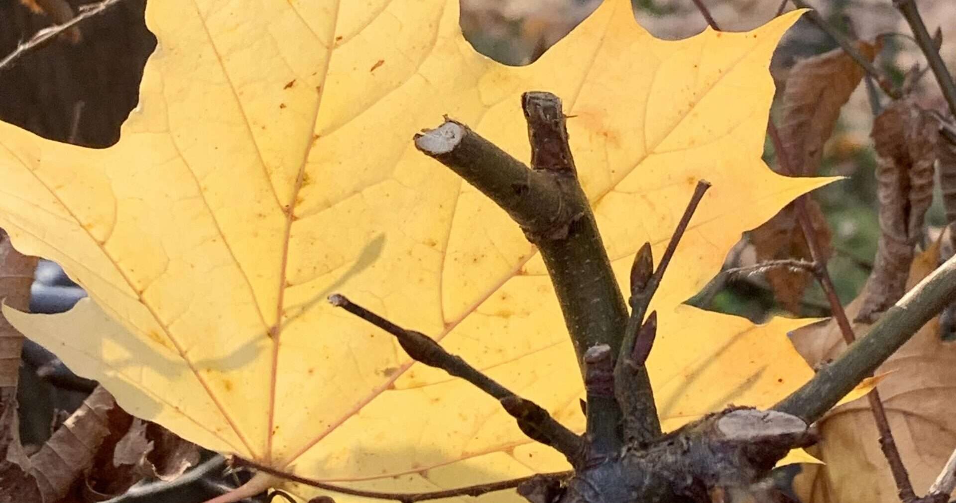 No-Haiku: Herbstlaub Gedicht: Im Weià der Kirche liegt Tröstliches, sie zeigt ihre ganze Schönheit vor dem Herbstlaub. Der Kontrapunkt liegt in den Schatten.