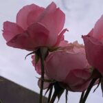 Gedicht: Wenn Liebe eindeutig wird, nimmt sie uns in die Pflicht. Wir bekommen nur ihre Zuneigung und ihre Segnungen, wenn wir uns auf sie einlassen.