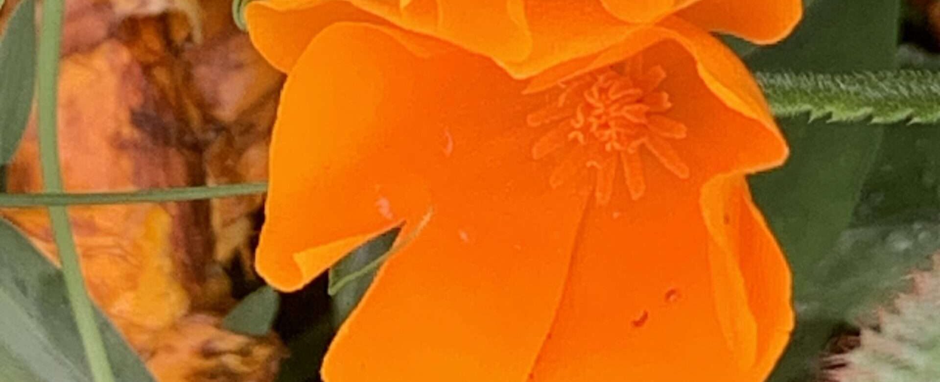 No-Haiku: Liebestraum Gedicht: Wir wollen uns von Liebe umhüllen lassen und im anderen Baden vor lauter Raserei. Aber geht das auf Dauer gut? Ist nicht vielleicht Entkommen die Lösung?