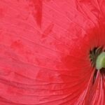 Gedicht: Die Liebe ist vieles, sie beflügelt uns, sie kann uns zerstören; jedenfalls, wenn sie falsch dosiert wird. Doch eines kann sie auch: wärmen in den Hallen des Todes.