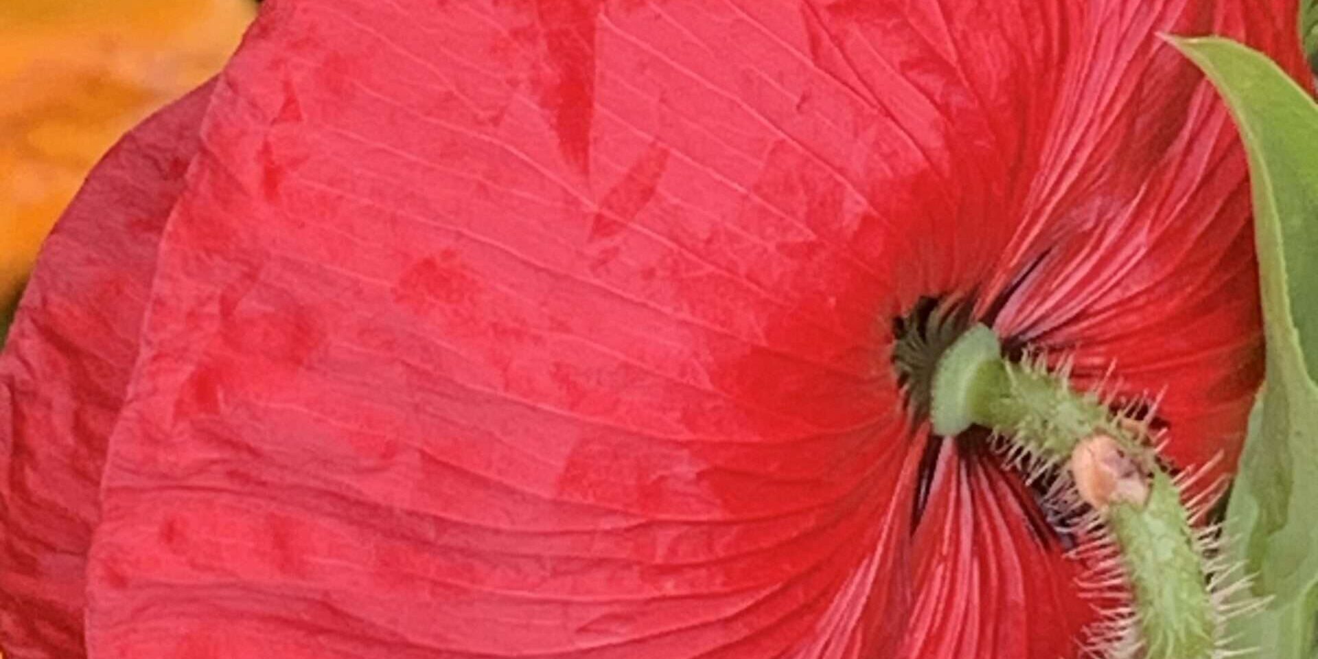 Gedicht: Die Liebe ist vieles, sie beflügelt uns, sie kann uns zerstören; jedenfalls, wenn sie falsch dosiert wird. Doch eines kann sie auch: wärmen in den Hallen des Todes.