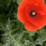 Gedicht: Kann Liebe alles? Uns wärmen im Leben? Und uns wärmen in den Hallen des Todes? Die Einsamkeit des Sterbens vertreiben? Liebe kann alles.