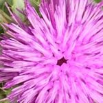 Gedicht: Ist der Tod dir willkommen, wenn dein Leben arm und kalt war? Oder begrüßt du ihn freudig, wenn du von Rosen umgeben und geliebt wirst?