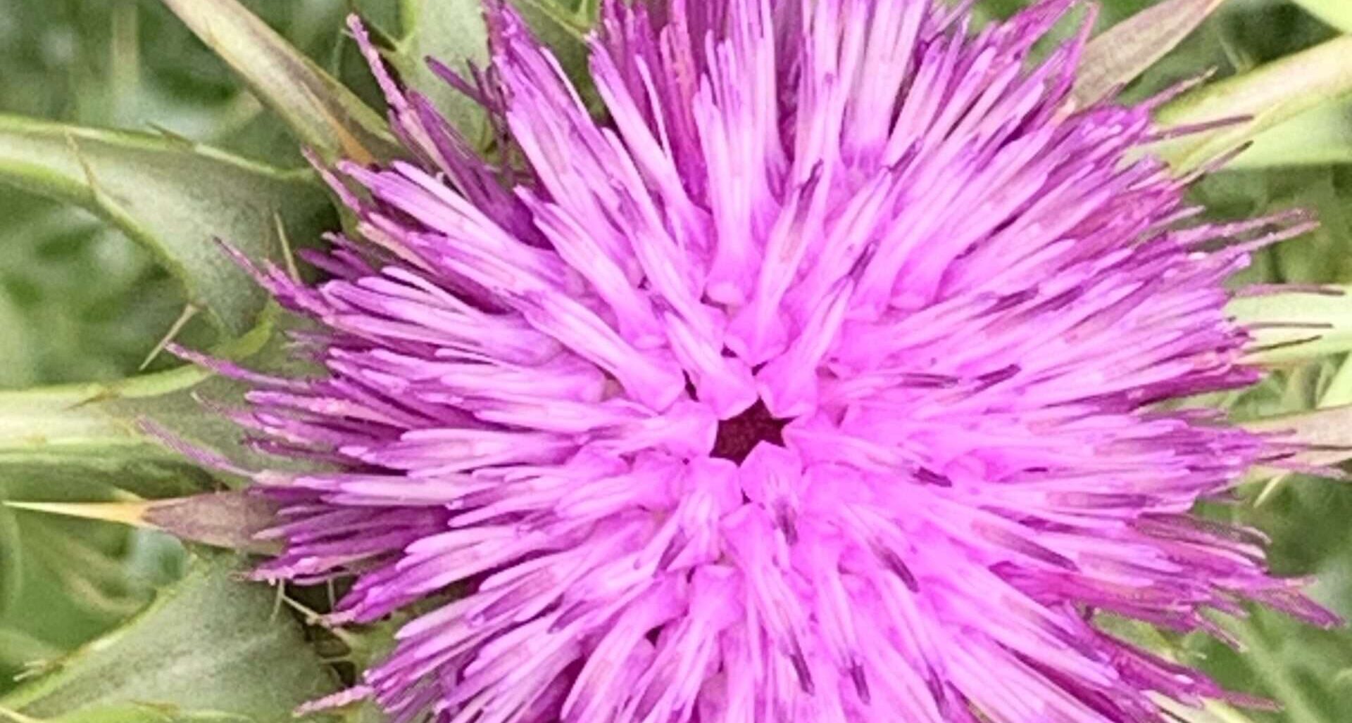 Gedicht: Ist der Tod dir willkommen, wenn dein Leben arm und kalt war? Oder begrüßt du ihn freudig, wenn du von Rosen umgeben und geliebt wirst?