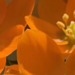 Gedicht: Du hälst die Liebe nicht fest. Lade sie statt dessen ein, weite Dein Herz, umarme sie, dann wird sie bleiben. Und Du vollendest sie, wenn auch Du bleibst.