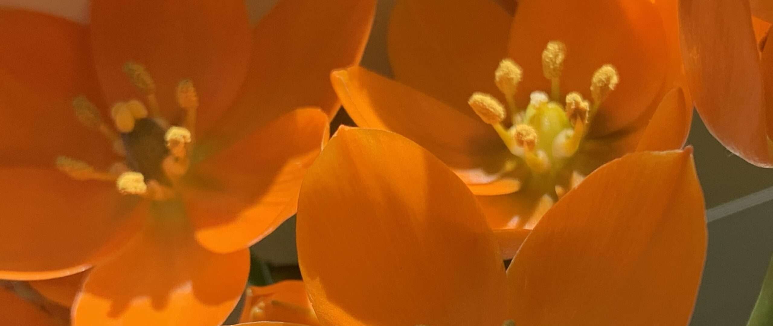 Gedicht: Du hälst die Liebe nicht fest. Lade sie statt dessen ein, weite Dein Herz, umarme sie, dann wird sie bleiben. Und Du vollendest sie, wenn auch Du bleibst.