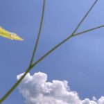Gedicht: Ein blauer Himmel kann täuschen, er ist nicht immer Sinnbild für Frieden. Auch am blauen Himmel fliegen Drohnen. Und die sind brandgefährlich. Renne, Kind!