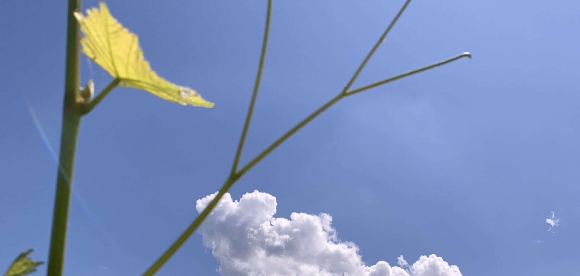 Gedicht: Ein blauer Himmel kann täuschen, er ist nicht immer Sinnbild für Frieden. Auch am blauen Himmel fliegen Drohnen. Und die sind brandgefährlich. Renne, Kind!