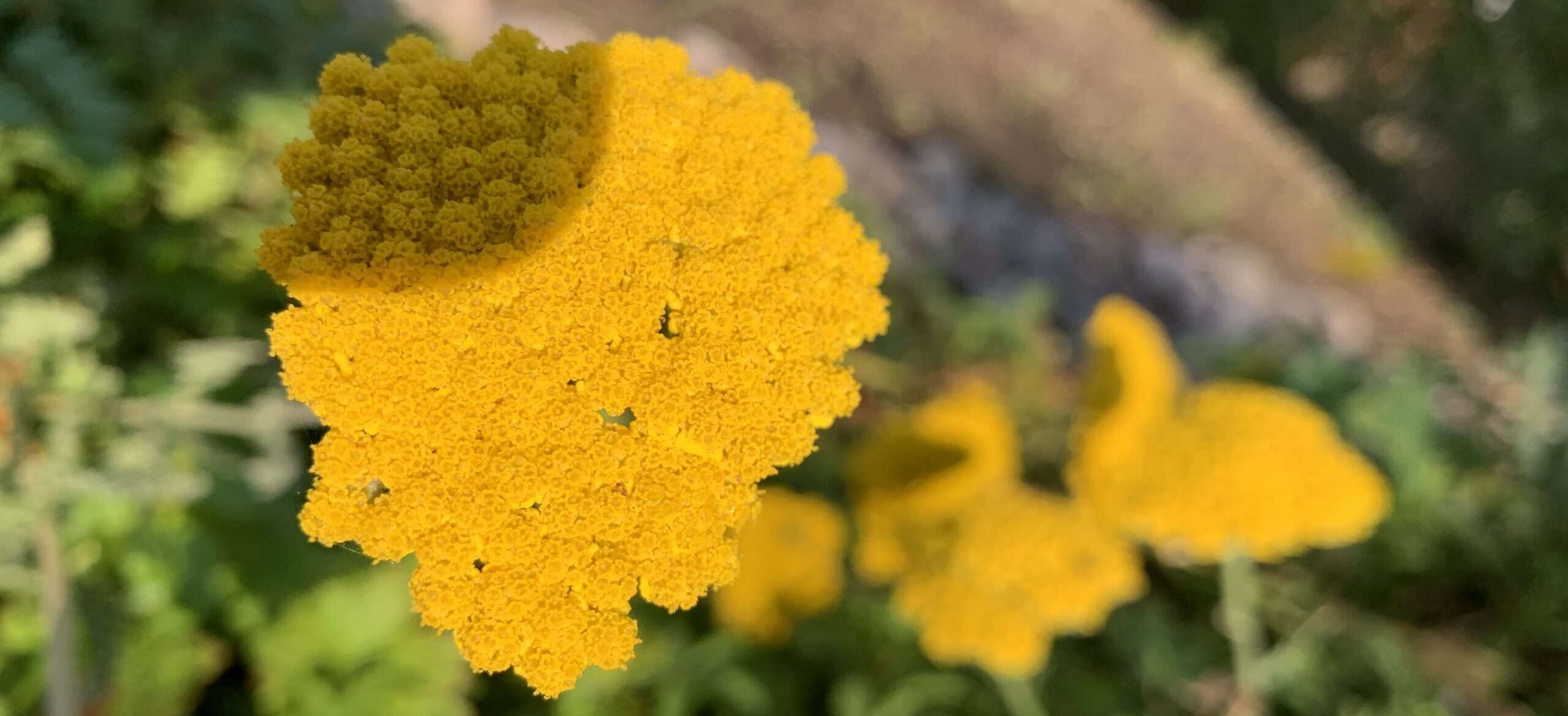 Gedicht: Tote Nachbarn sind lästig, auch, wenn sie noch leben und tot in ihrem totgepflegten Garten stehen. Aber das halte ich aus, solange du mich liebst.