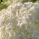 Gedicht: Was wären wir ohne Träume? Sie ergänzen das Leben, sie geben ihm einen besonderen Sinn. Nur manchmal machen sie uns einen Strich durch die Rechnung.