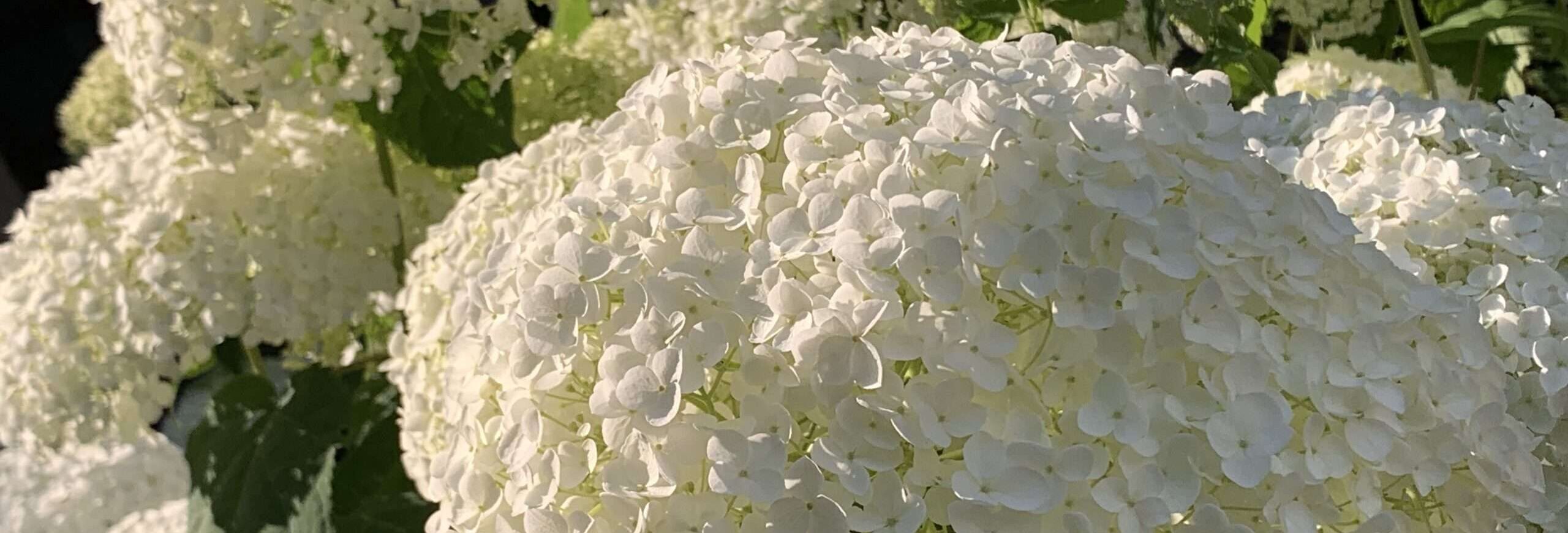 No-Haiku: Lüstern Gedicht: Was wären wir ohne Träume? Sie ergänzen das Leben, sie geben ihm einen besonderen Sinn. Nur manchmal machen sie uns einen Strich durch die Rechnung.