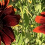 Gedicht: Trägt mein rotes Herz unsere Liebe? Und was ist mit deinem roten Mund? Wie dem auch sei, mein rotes Notizbuch singt von unserer Liebe.