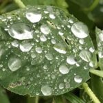 Gedicht: Der Regen kann uns weit tragen in unseren Träumen, in seinem sanften Klopfen offenbart er die Sehnsucht nach Unendlichkeit. Das macht den Sommer schläfrig.