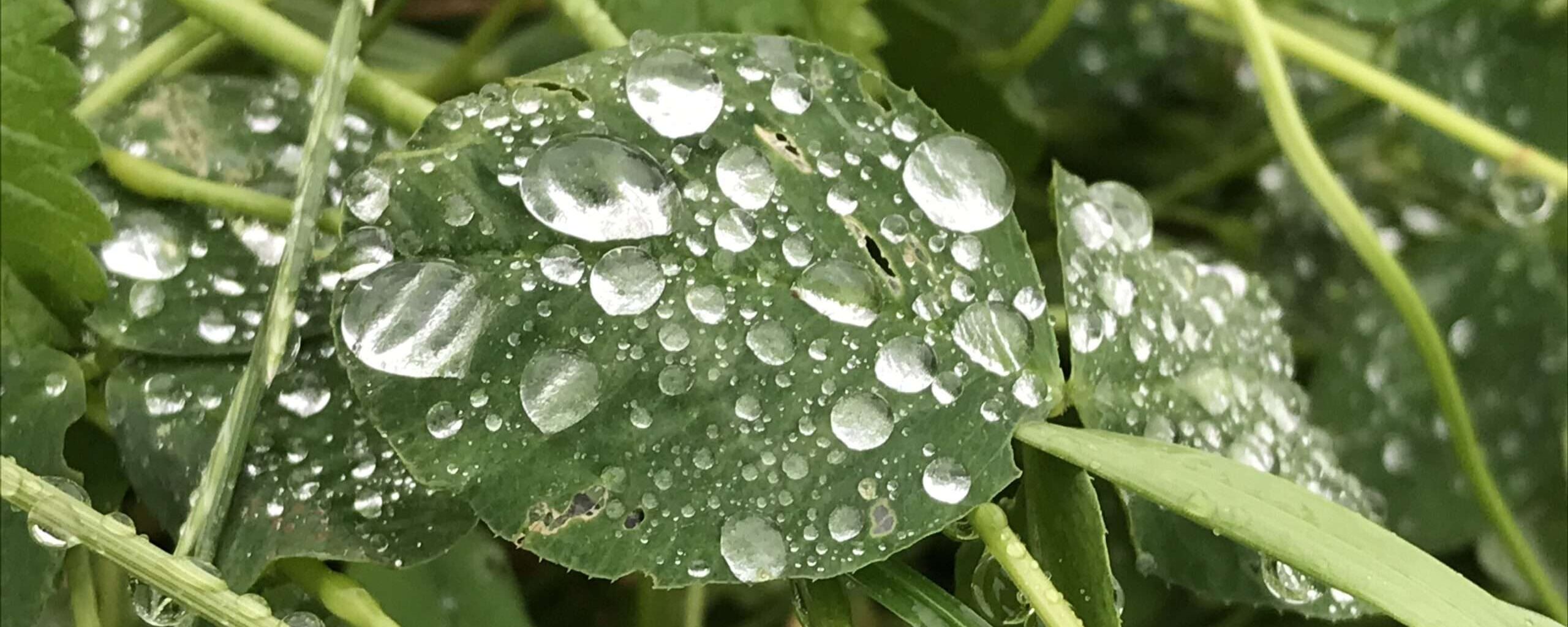 No-Haiku: Sommer Gedicht: Der Regen kann uns weit tragen in unseren Träumen, in seinem sanften Klopfen offenbart er die Sehnsucht nach Unendlichkeit. Das macht den Sommer schläfrig.