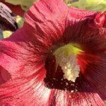 Gedicht: Hitze. Sie verklebt uns den Verstand, die Kornfelder atmen schwer. Was hilft, ist der Gedanke an Dich, an Deinen heißen Kuss, der, seltsam, Kühlung verschafft.