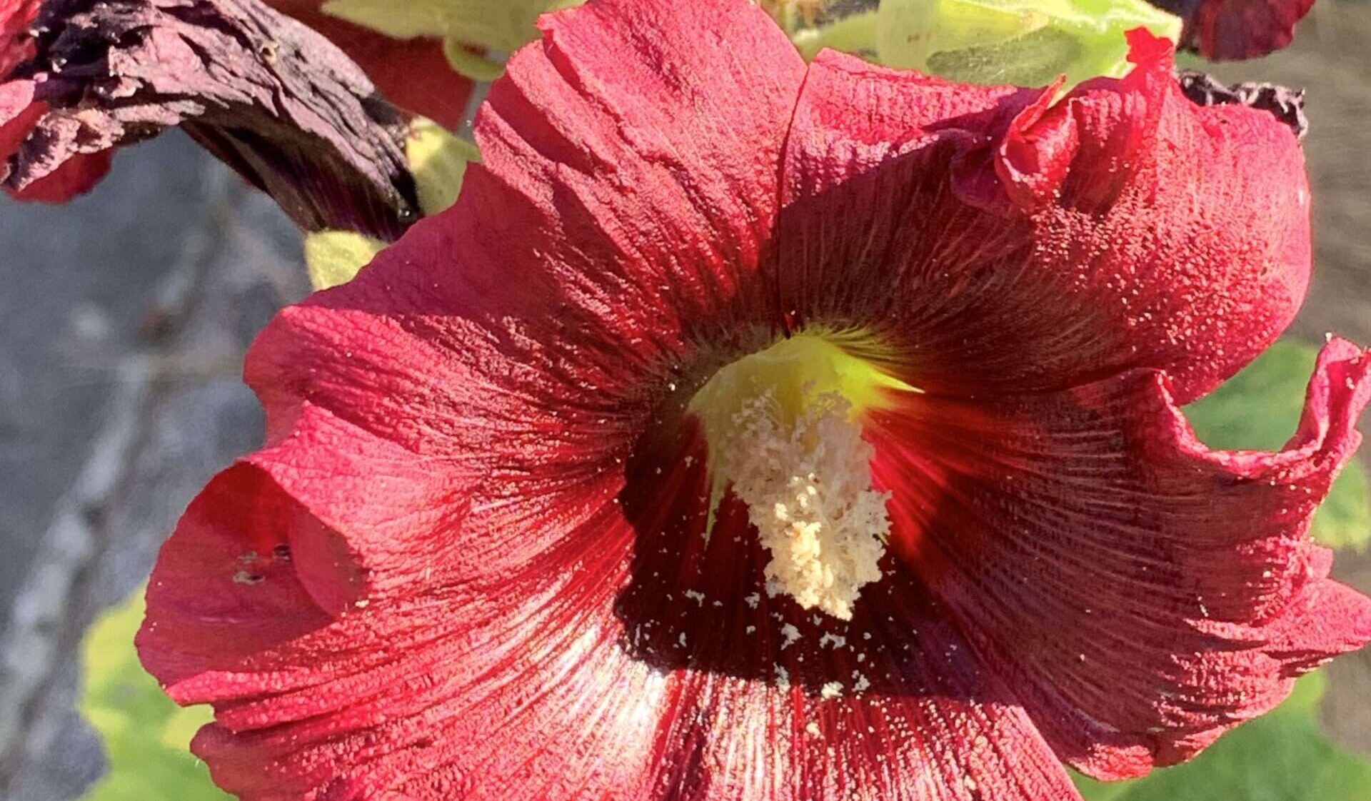 Gedicht: Hitze. Sie verklebt uns den Verstand, die Kornfelder atmen schwer. Was hilft, ist der Gedanke an Dich, an Deinen heißen Kuss, der, seltsam, Kühlung verschafft.