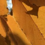 Gedicht: Wer nicht aus dem Vollen lebt, verzockt seine Zeit. Sie kommt nicht zurück. Statt dessen kommt der Herbst, die Blätter fallen.