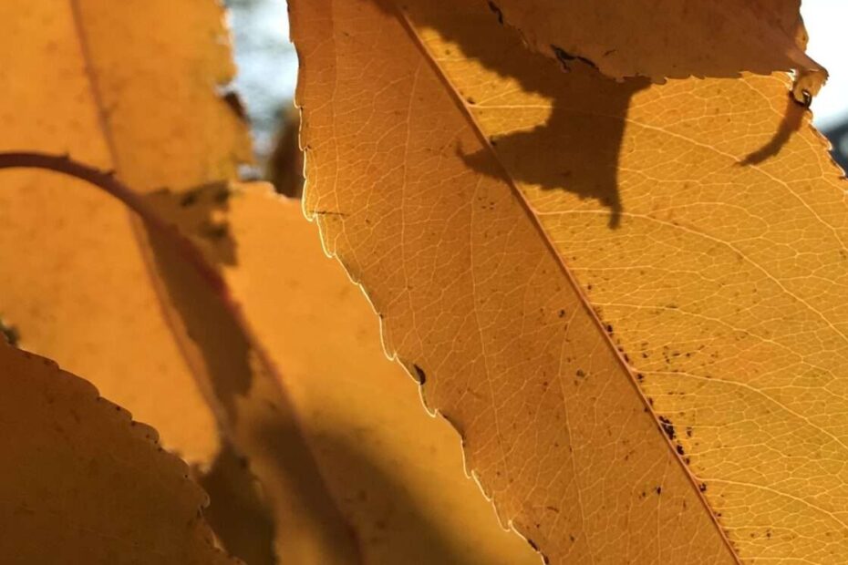 Gedicht: Wer nicht aus dem Vollen lebt, verzockt seine Zeit. Sie kommt nicht zurück. Statt dessen kommt der Herbst, die Blätter fallen.