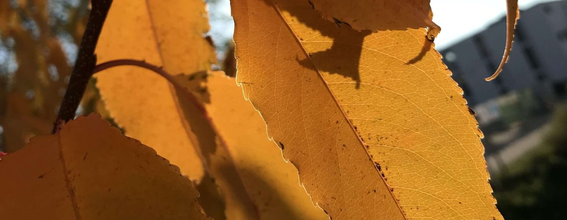 Gedicht: Wer nicht aus dem Vollen lebt, verzockt seine Zeit. Sie kommt nicht zurück. Statt dessen kommt der Herbst, die Blätter fallen.