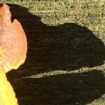 Gedicht. Alles wandelt sich, im Herbst stirbt die Natur und erwacht im Frühjahr zu neuem Leben. Nur die Dummheit der Menschen bleibt hartnäckig.