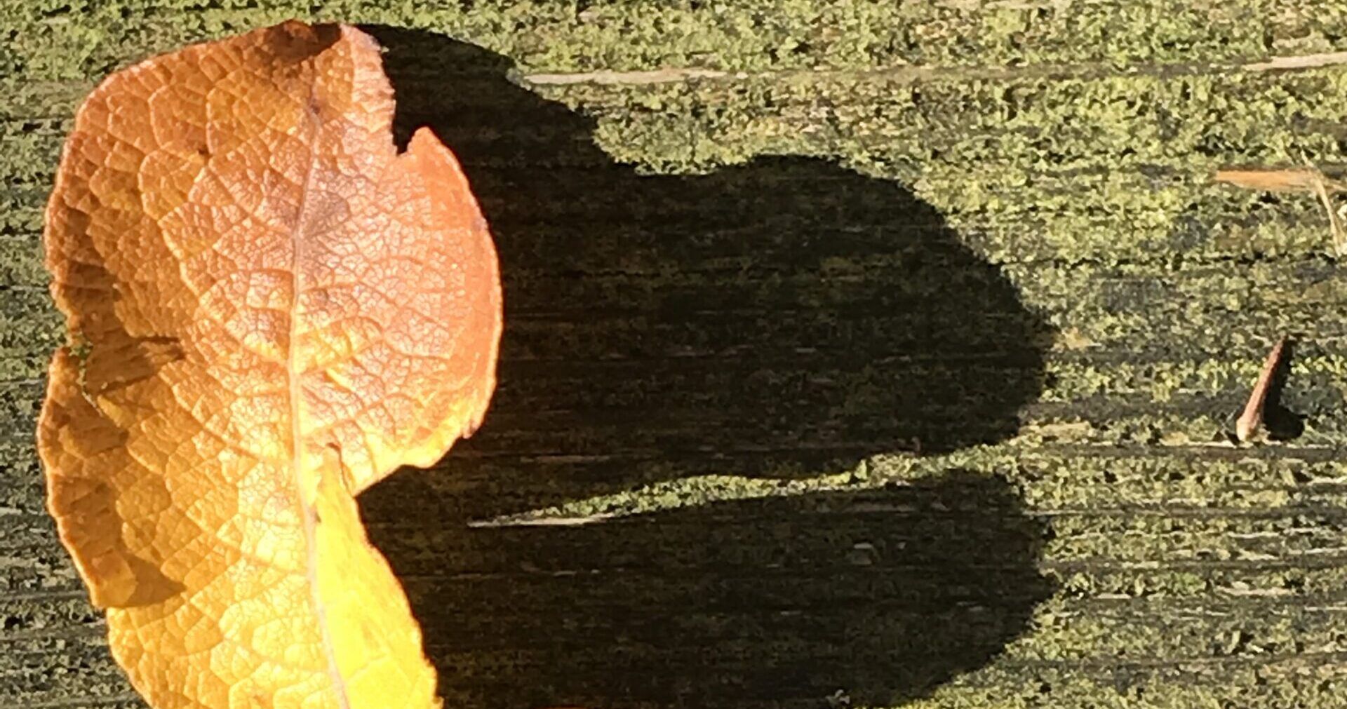 Gedicht. Alles wandelt sich, im Herbst stirbt die Natur und erwacht im Frühjahr zu neuem Leben. Nur die Dummheit der Menschen bleibt hartnäckig.