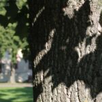 Gedicht: Lösen wir jedes Rätsel? Oder bleiben manche auch am Ende des Nachdenkens übrig? Was haben Frauen mit Liedern zu tun?