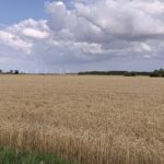 Gedicht: Überraschungen sind manchmal angenehm, manchmal auch weniger schön. Etwa der Geruch des Herbstes im reifen Kornfeld im Sommer.