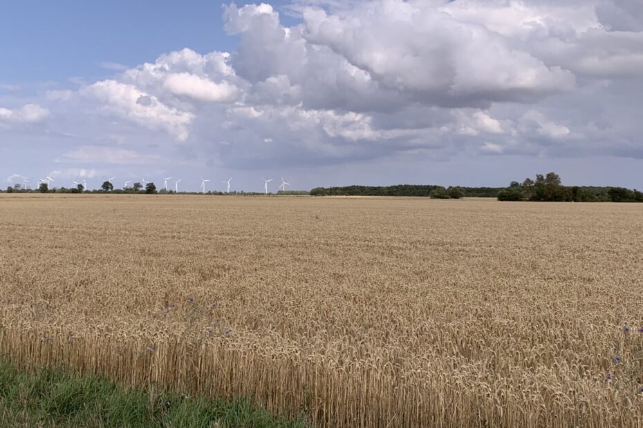 Gedicht: Überraschungen sind manchmal angenehm, manchmal auch weniger schön. Etwa der Geruch des Herbstes im reifen Kornfeld im Sommer.