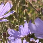 Gedicht: Sommer ist, liege auf Deinem Bett und träume von Dir. Die Sonne streichelt meine Sinne, so, wie ich Dich streichle. Das Leben könnte ewig so sein.