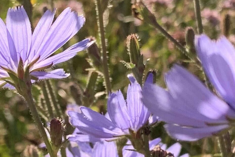 Gedicht: Sommer ist, liege auf Deinem Bett und träume von Dir. Die Sonne streichelt meine Sinne, so, wie ich Dich streichle. Das Leben könnte ewig so sein.