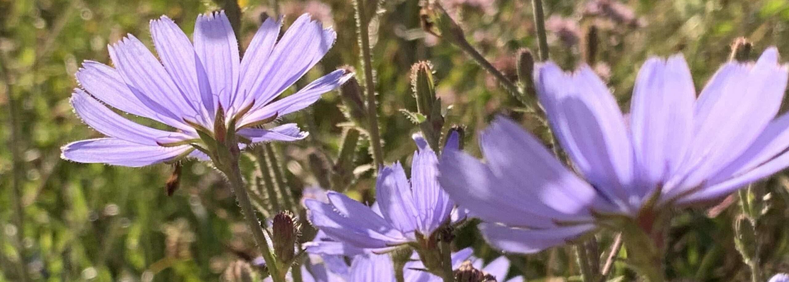 Gedicht: Sommer ist, liege auf Deinem Bett und träume von Dir. Die Sonne streichelt meine Sinne, so, wie ich Dich streichle. Das Leben könnte ewig so sein.