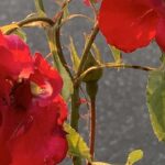 Gedicht: Leben wäre einfach, hätten wir Vertrauen. Alles geht leichter, wenn wir uns an er Hand nehmen. Stattdessen sehen wir Wolfsaugen beim Nachbarn.