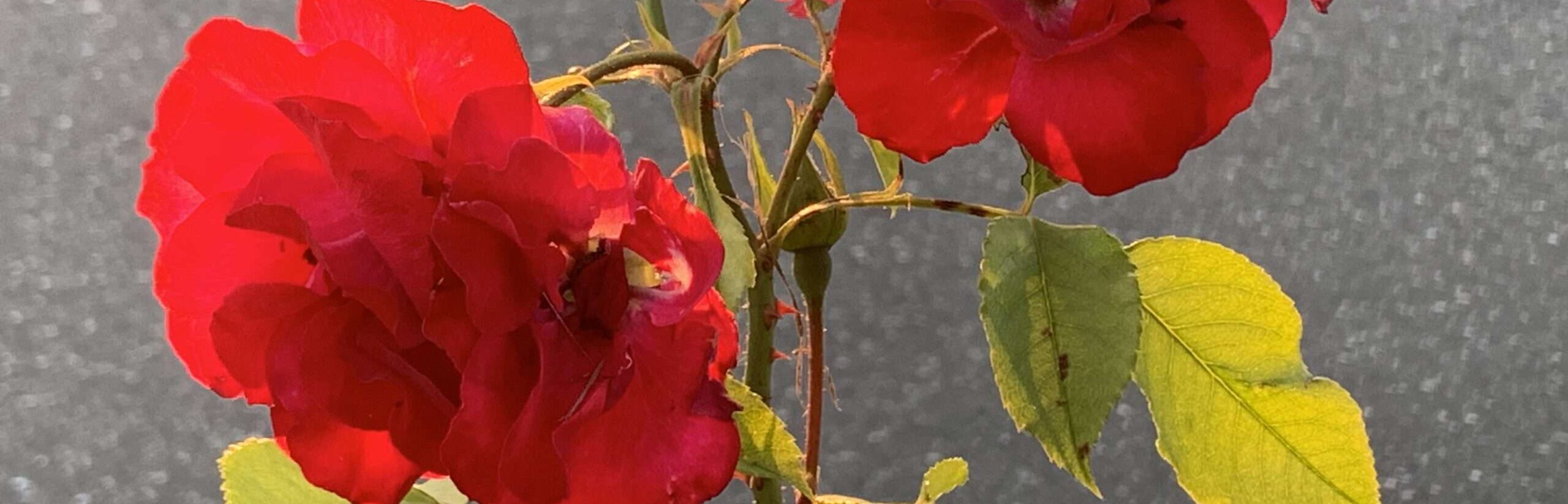 Gedicht: Leben wäre einfach, hätten wir Vertrauen. Alles geht leichter, wenn wir uns an er Hand nehmen. Stattdessen sehen wir Wolfsaugen beim Nachbarn.