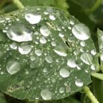 Gedicht: Hat der Sommer eine Sehnsucht? Oder haben wir eine? Und welche Rolle spielt der Regen in diesem undurchsichtigen Spiel?