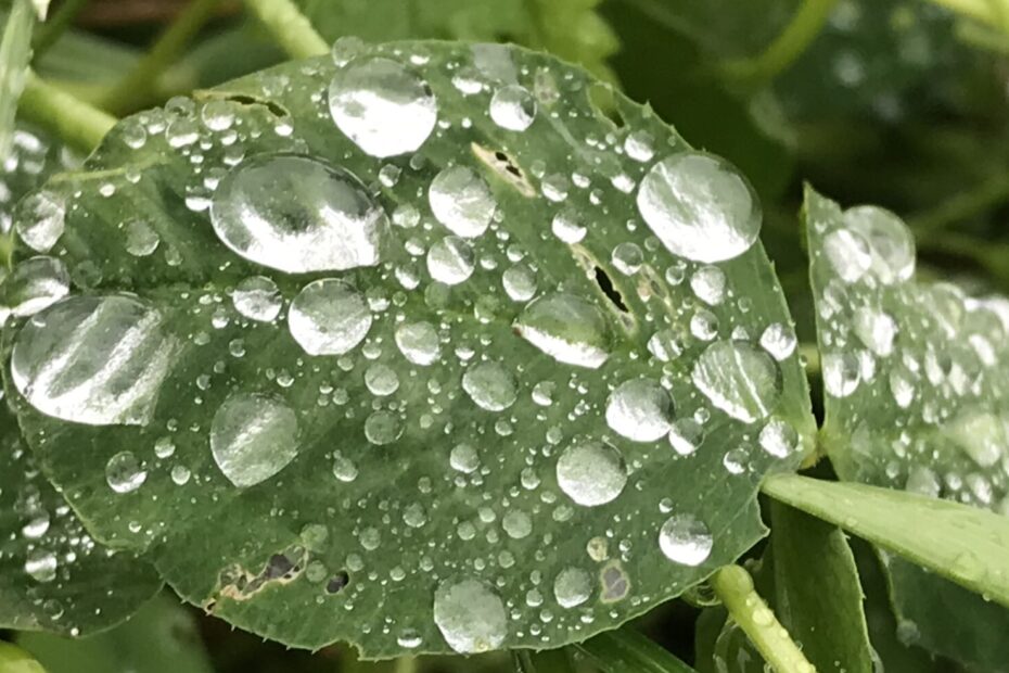 Gedicht: Hat der Sommer eine Sehnsucht? Oder haben wir eine? Und welche Rolle spielt der Regen in diesem undurchsichtigen Spiel?