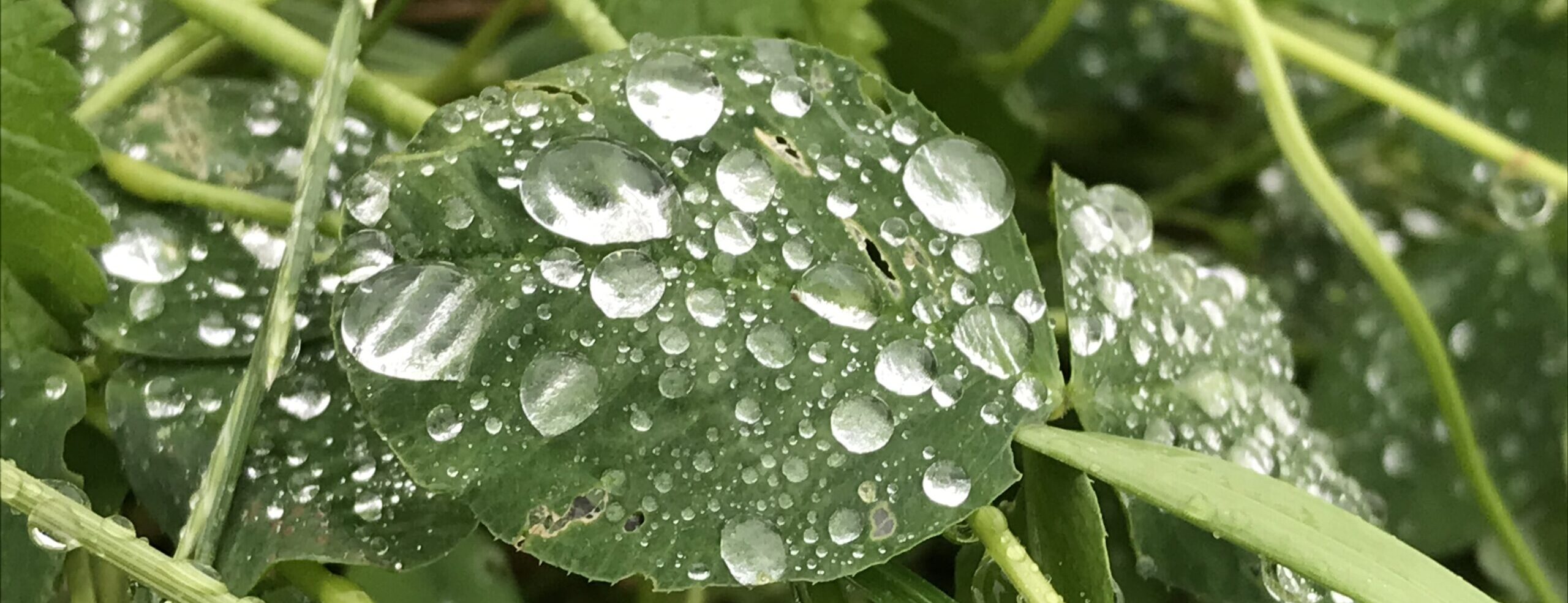Gedicht: Hat der Sommer eine Sehnsucht? Oder haben wir eine? Und welche Rolle spielt der Regen in diesem undurchsichtigen Spiel?