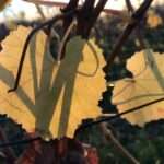 Gedicht: Die Welt ist kein heimeliger Ort, nur im Schlaf finden wir Zuflucht. Da lockt der Gedanke sehr, bis ans Ende aller Zeit zu schlafen.