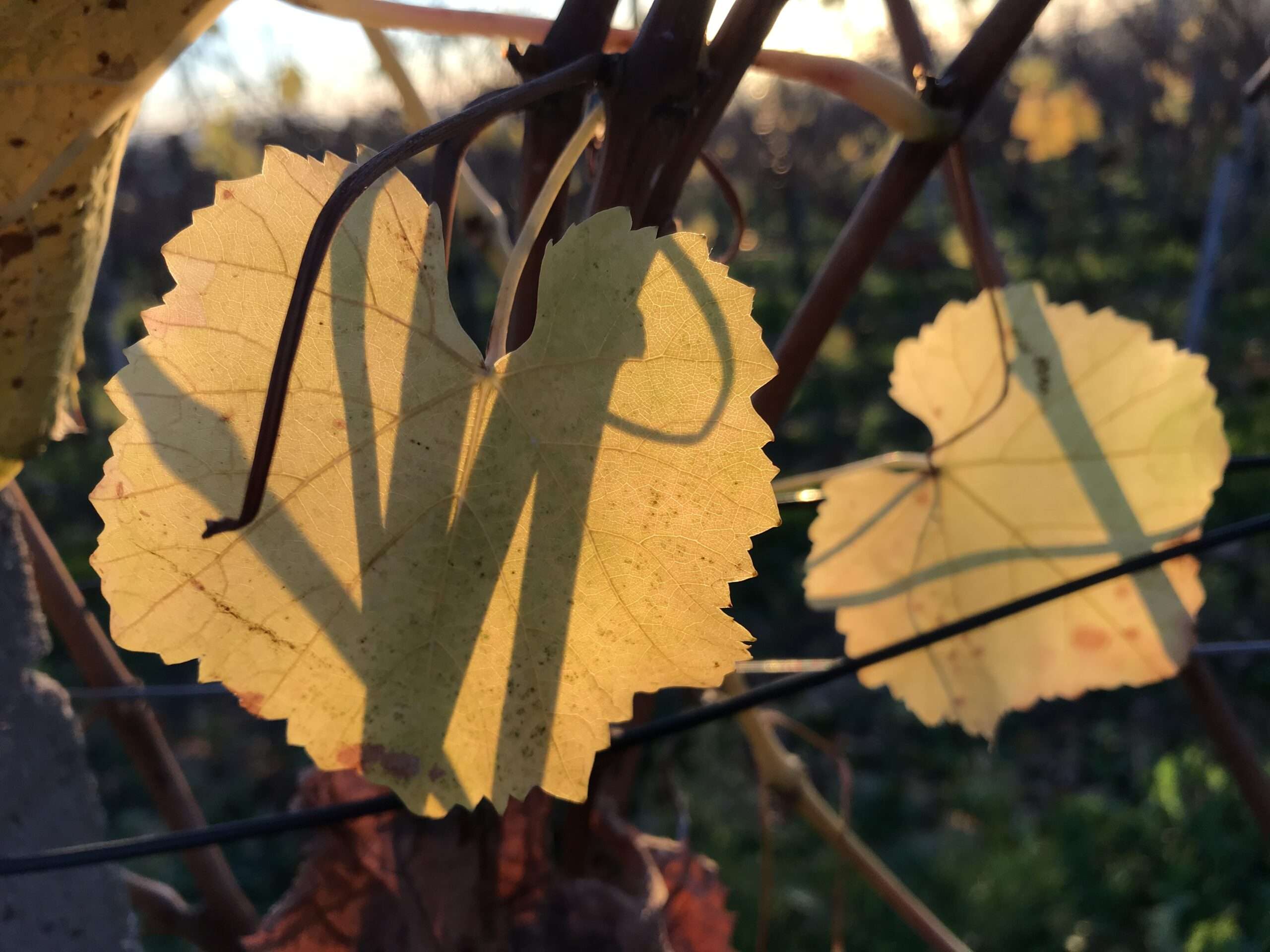 Gedicht: Die Welt ist kein heimeliger Ort, nur im Schlaf finden wir Zuflucht. Da lockt der Gedanke sehr, bis ans Ende aller Zeit zu schlafen.