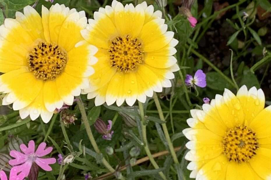 Gedicht: Die Süße verlässt uns im Herbst des Lebens, auch die süßen Erinnerungen an die eine Frau. Was bleibt, ist bitterer Rauch.