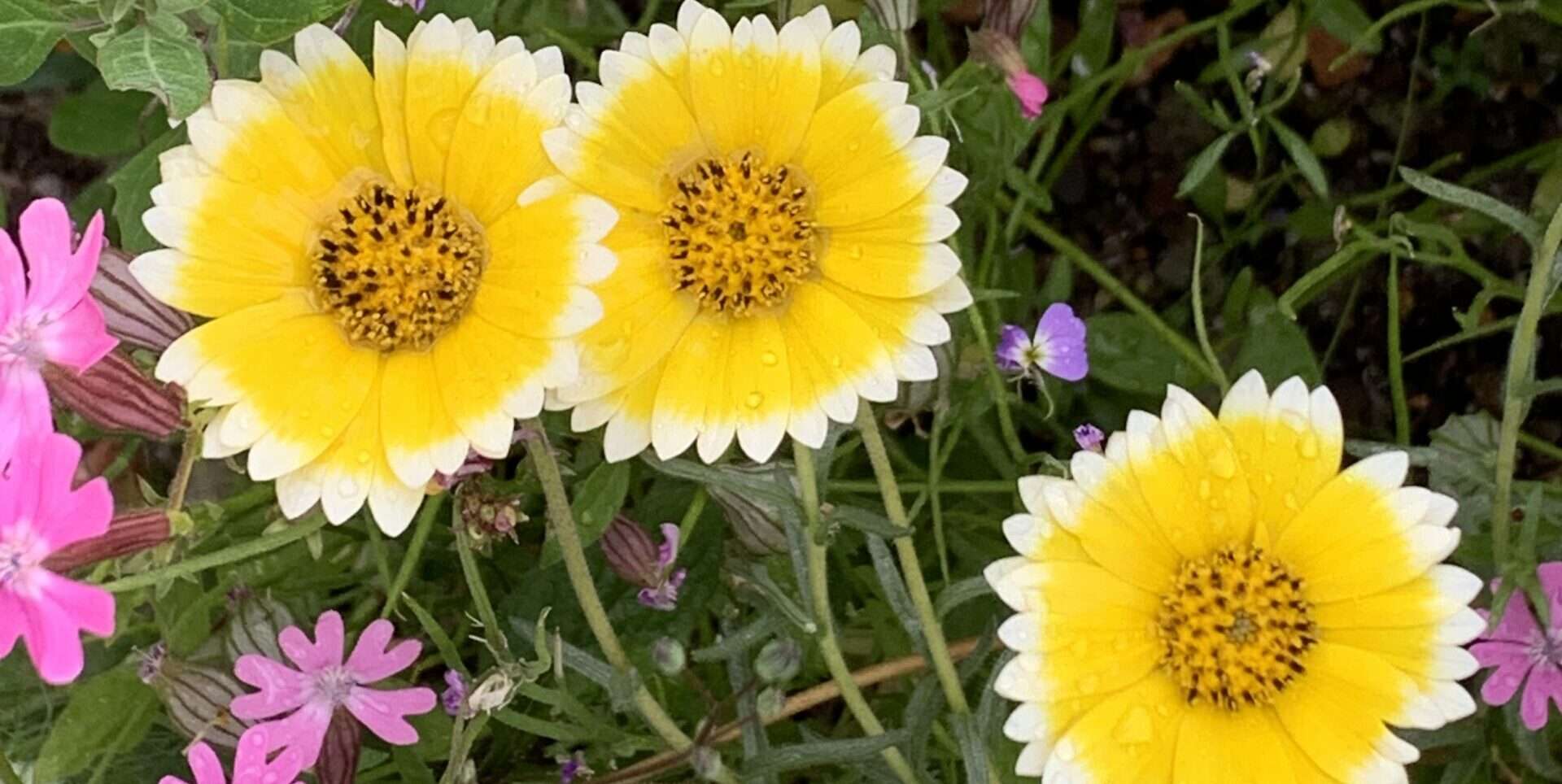 Gedicht: Die Süße verlässt uns im Herbst des Lebens, auch die süßen Erinnerungen an die eine Frau. Was bleibt, ist bitterer Rauch.