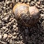 Gedicht: Schnell, so ein Auto, atemberaubend, trägt uns pfeilschnell von einem Ort zum anderen. Meistens jedenfalls. Doch viel schneller sind meine Gedanken.