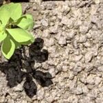 Gedicht: Meine Verehrung für Meister Basho, der unsterbliche Haikus geschrieben hat. Seine Welt war reich, seine Worte waren es auch.