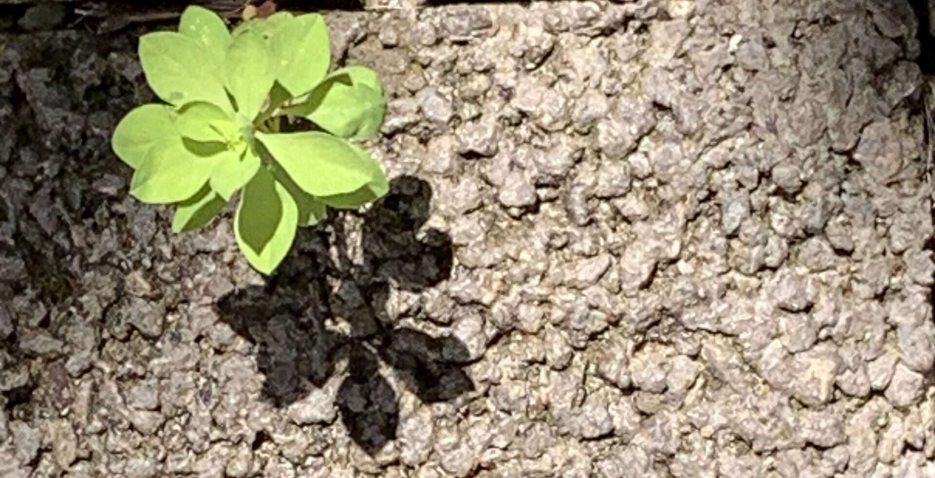 Gedicht: Meine Verehrung für Meister Basho, der unsterbliche Haikus geschrieben hat. Seine Welt war reich, seine Worte waren es auch.