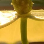 Gedicht (Haiku): Wenn du etwas gar nicht erwartest und es kommt zu dir, freue dich und halte es fest. Gerade, wenn es die Liebe ist.