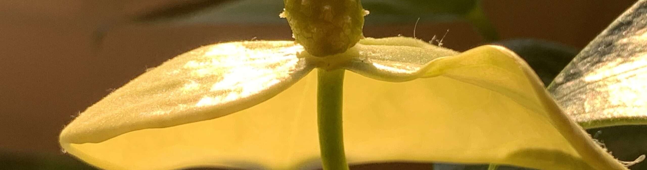 Gedicht (Haiku): Wenn du etwas gar nicht erwartest und es kommt zu dir, freue dich und halte es fest. Gerade, wenn es die Liebe ist.