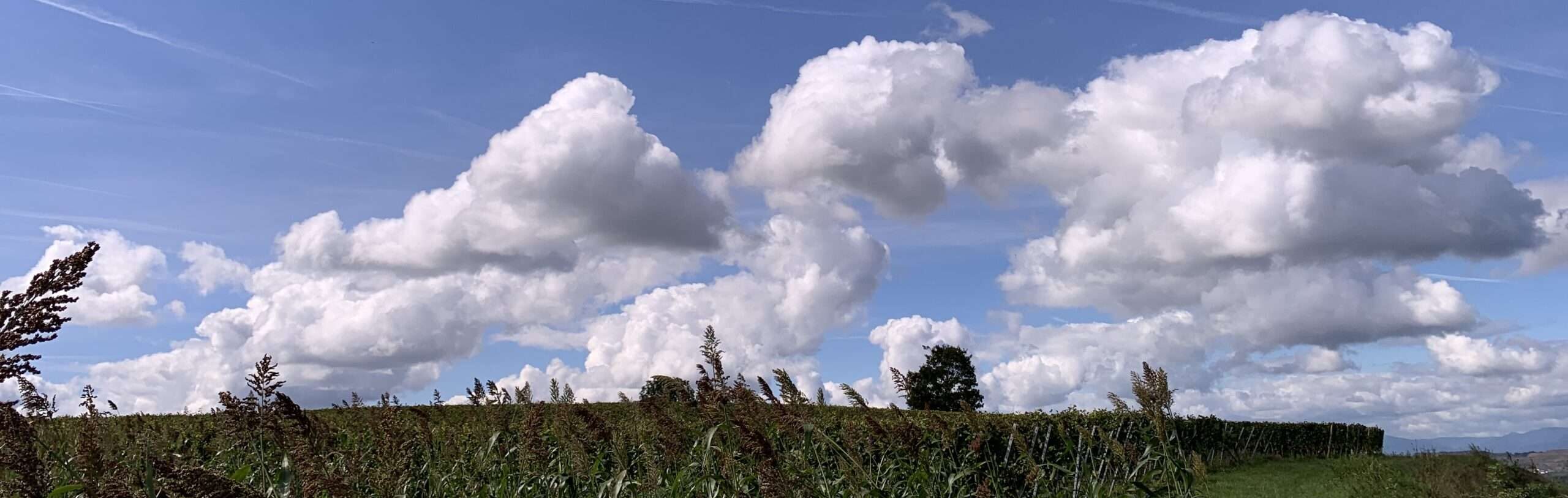 Gedicht: Träume sind nicht nur Schäume, sie gaukeln uns aber manchmal Wunschbilder vor. Könnte schön ein, wenn die Wunschbilder nicht ab und zu hängen blieben.